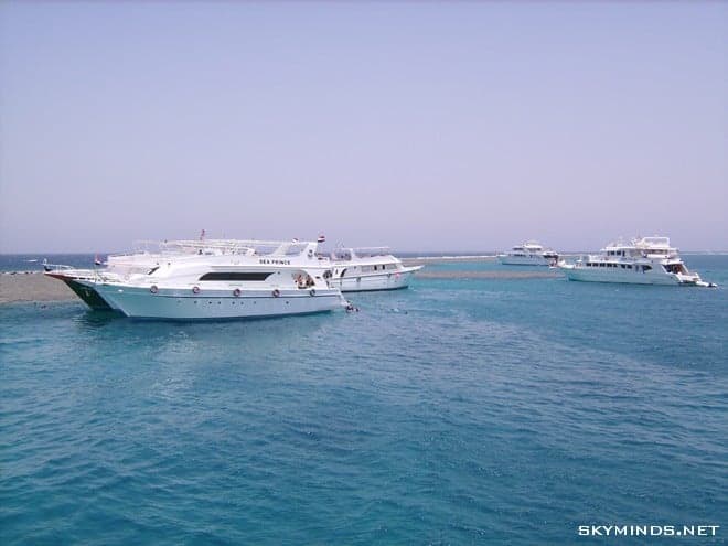 Plongées en Mer Rouge et dauphins au large d’Hurghada photo